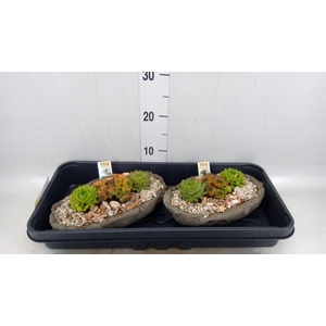 Arr.  Sempervivum L%