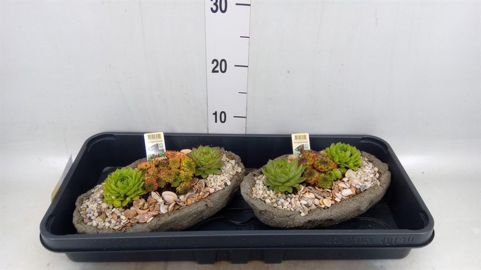 <h4>Arr. Sempervivum L%</h4>