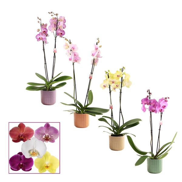 <h4>Phalaenopsis 2 tak 14+ mix in Kaya (Craft world-collection)</h4>
