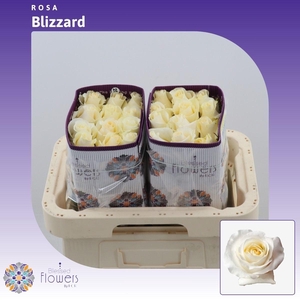 Rosa gr Blizzard@