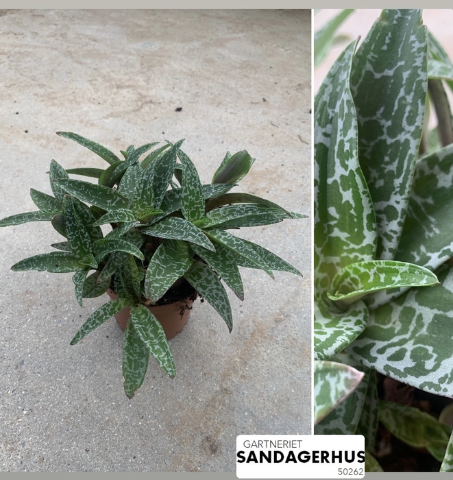 <h4>LEDEBOURIA SOCIALIS P10.5 GROEN</h4>