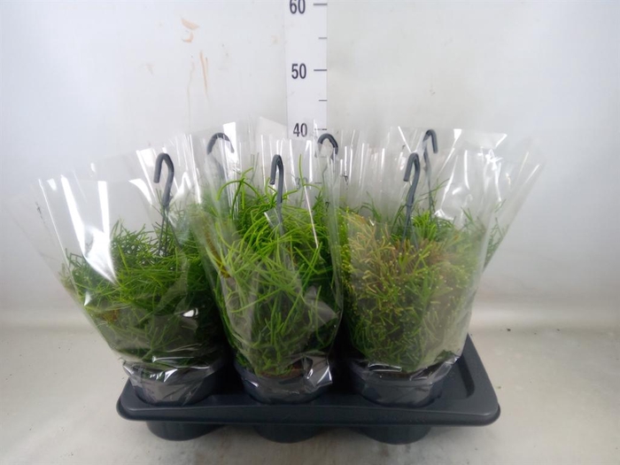 <h4>Rhipsalis   ...mix</h4>