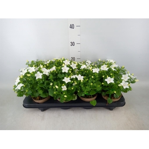 Campanula isoph. 'Atlanta White'