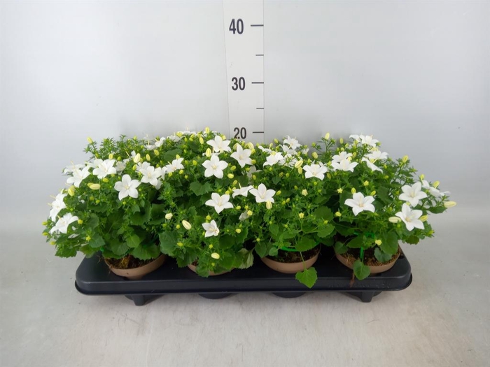 <h4>Campanula isoph. 'Atlanta White'</h4>