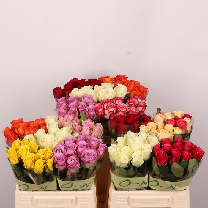 <h4>R GR GEM IN FUST</h4>