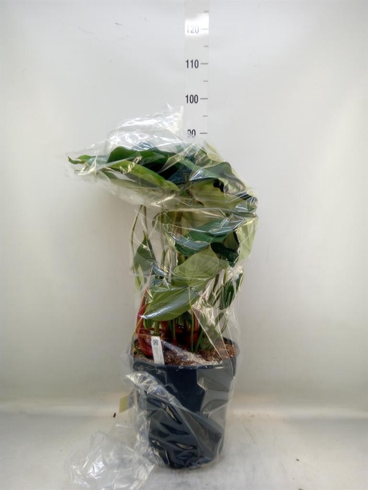 <h4>Philodendron   ...</h4>