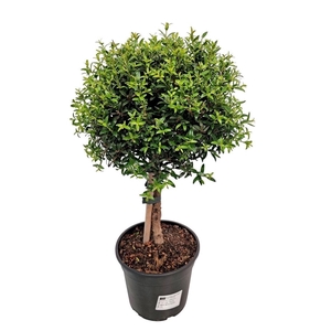 MYRTUS COM