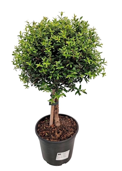 <h4>MYRTUS COM</h4>