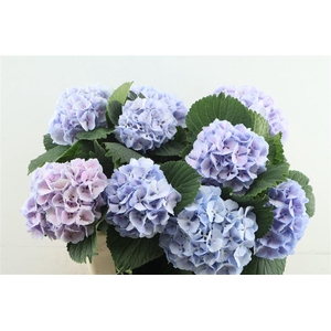 Hydr M Lollypop Blue 60-16
