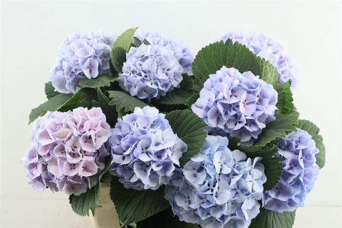 <h4>Hydr M Lollypop Blue 60-16</h4>