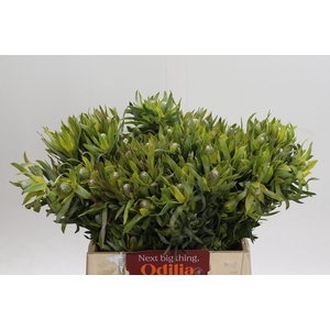 Leucadendron Pisa Spray
