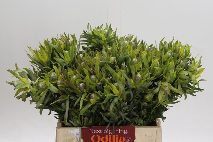 <h4>Leucadendron Pisa Spray</h4>