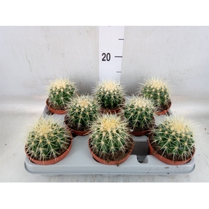 Echinocactus grusonii