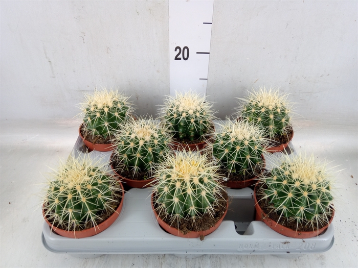 <h4>Echinocactus grusonii</h4>
