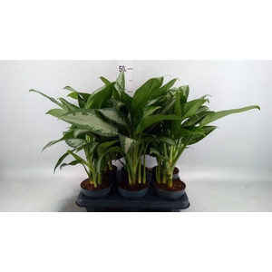 Aglaonema KB 'Jubilee'