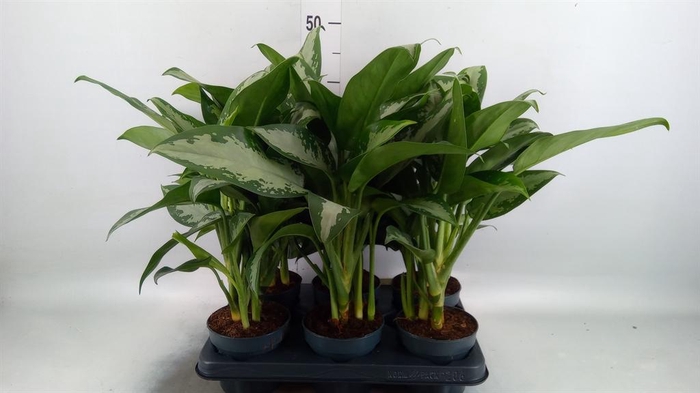 <h4>Aglaonema KB 'Jubilee'</h4>
