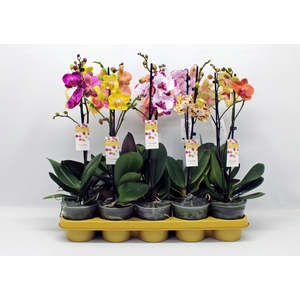 Gemengd 1-tak 50cm (GROEN)