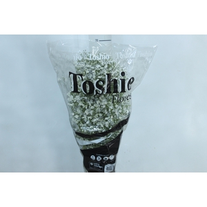 GYPSOPHILA DYNAMIC LOVE 070 CM MIN 250 GRAMAS