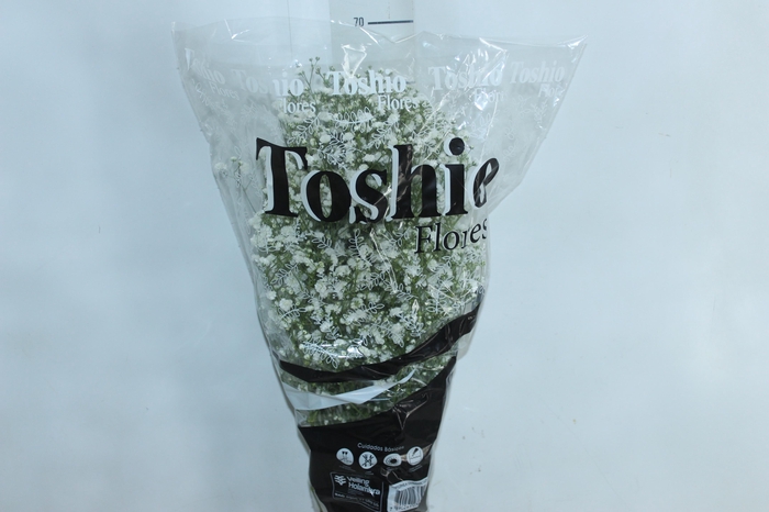 <h4>GYPSOPHILA DYNAMIC LOVE 070 CM MIN 250 GRAMAS</h4>