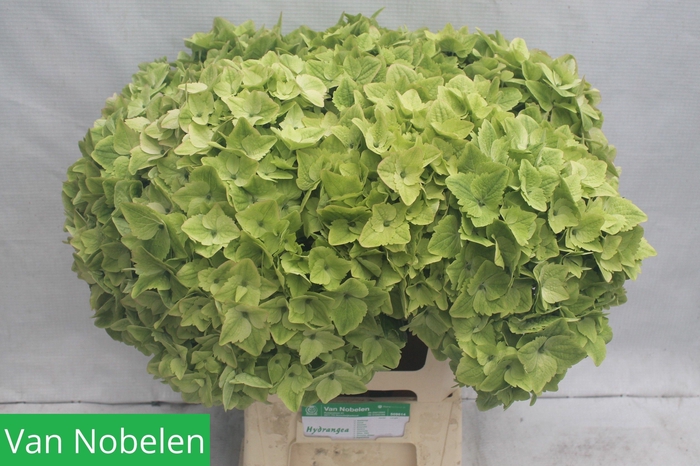 <h4>HYDR M MAG NOBLESSE</h4>