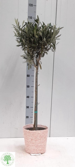 <h4>OLEA EUROPAEA</h4>