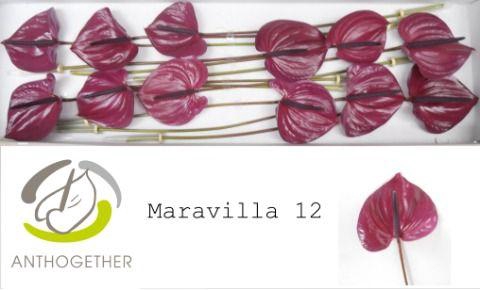 <h4>Anthurium Maravilla</h4>
