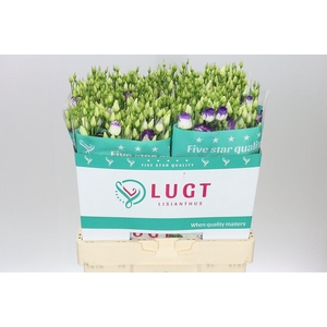 Eust Du Rosita Blue Picotee