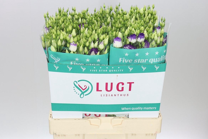 <h4>Eust Du Rosita Blue Picotee</h4>