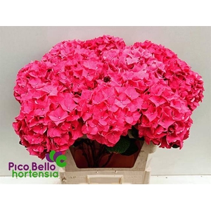 Hydrangea rodeo red