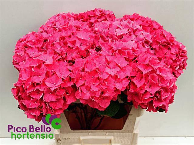 <h4>Hydrangea rodeo red</h4>