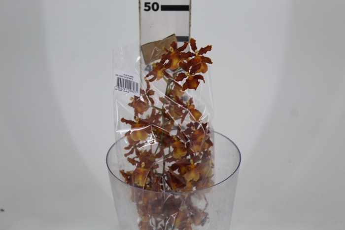 <h4>ORQUIDEA ODONTOCIDIUM CATATANTE</h4>