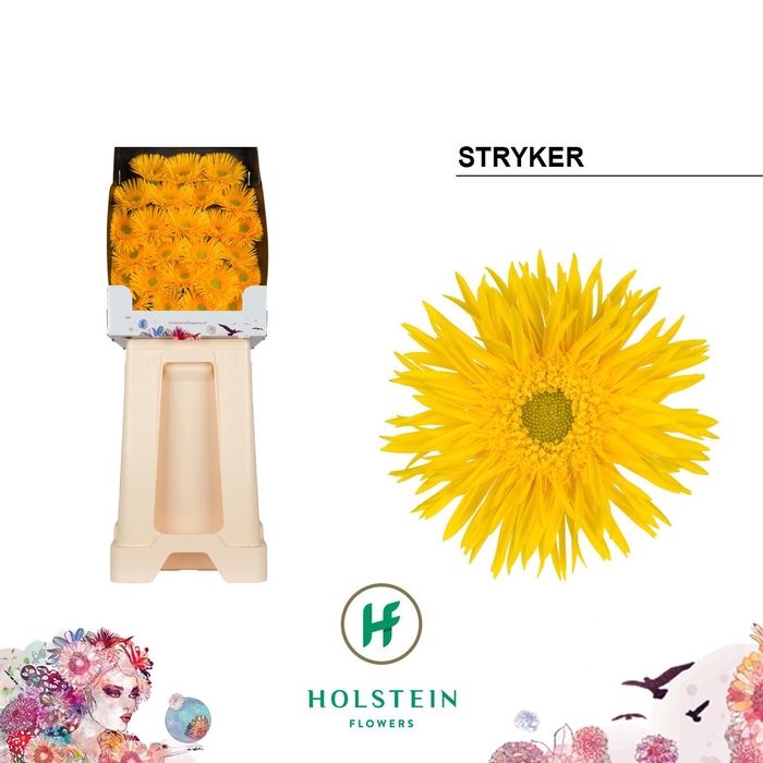 <h4>Ge Mi Stryker</h4>