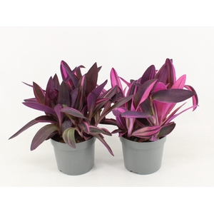 Tradescantia Pink Stripe