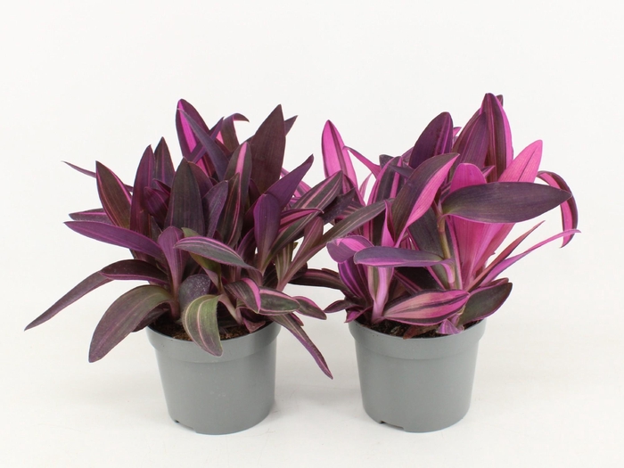 <h4>Tradescantia Pink Stripe</h4>