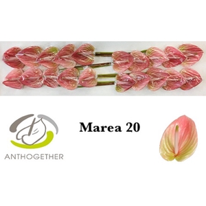 Anthurium Marea