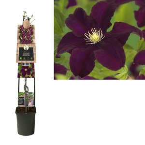 Clematis 'Warszawska Nike' 3.0 label C5