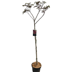 Albizia 'Summer Chocolate' Stam 120 cm