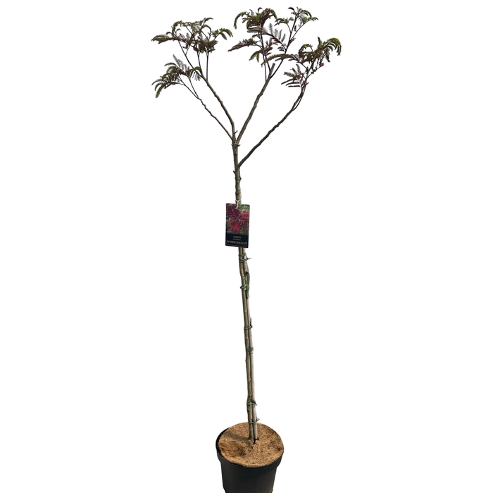 <h4>Albizia 'Summer Chocolate' Stam 120 cm</h4>