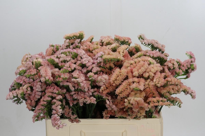 <h4>Limonium sinuatum Lucia Apricot</h4>