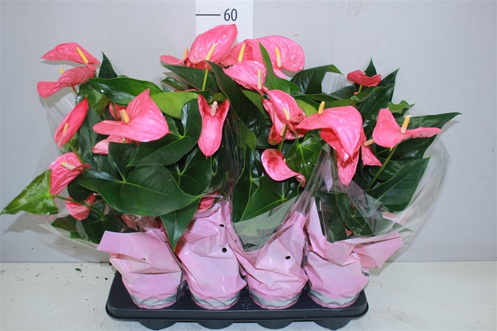 <h4>Anth An Roze</h4>