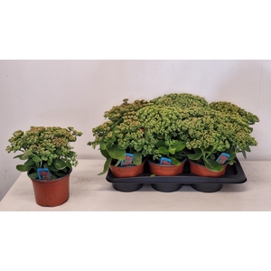 SEDUM HERBSTFREUDE