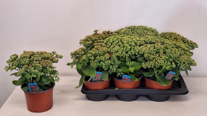 <h4>SEDUM HERBSTFREUDE</h4>