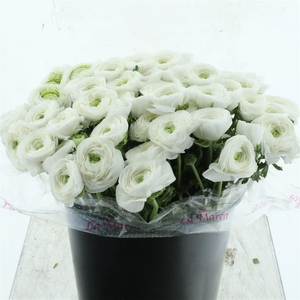 Ran Su Sr Alaska Super