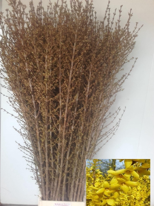 <h4>FORSY I SPECTABILIS</h4>