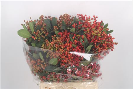 <h4>Photinia Berrry Orange Per Bunch 300 Gram</h4>