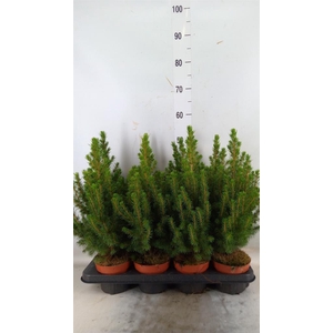 Picea glauca 'Conica'
