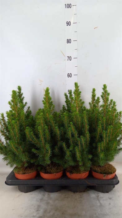 <h4>Picea glauca 'Conica'</h4>