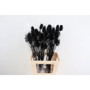 DF Dipsacus Black Bs 130g