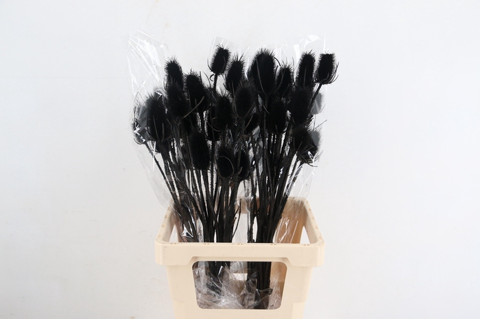 <h4>DF Dipsacus Black Bs 130g</h4>