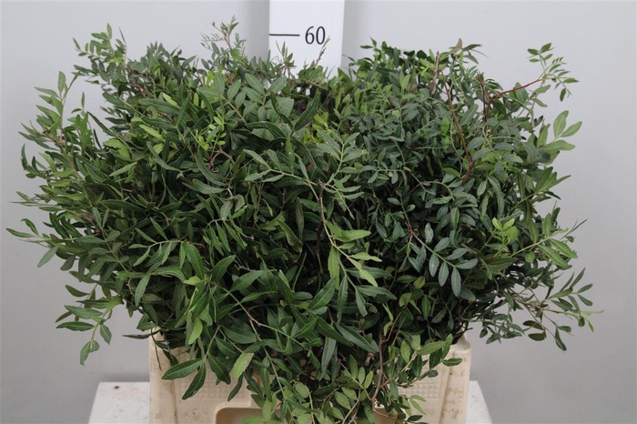 <h4>Pista Ov Blad</h4>